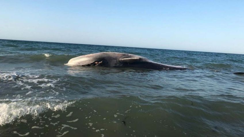 Ballena rescatada hace dos días aparece muerta en playa de Puerto Peñasco