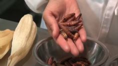 Insectos invadirán Portugal como nueva fuente de proteína; llegarán a los supermercados: VIDEO