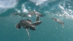 Éste es el mayor peligro para las tortugas jóvenes en el mar abierto