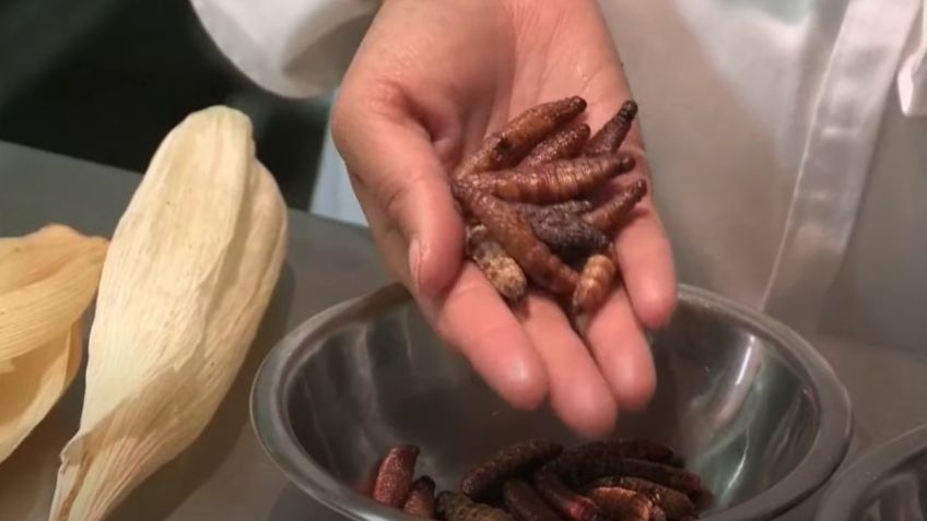 Insectos invadirán Portugal como nueva fuente de proteína; llegarán a los supermercados: VIDEO