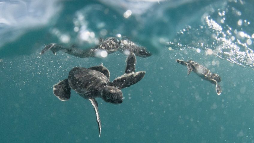 Éste es el mayor peligro para las tortugas jóvenes en el mar abierto