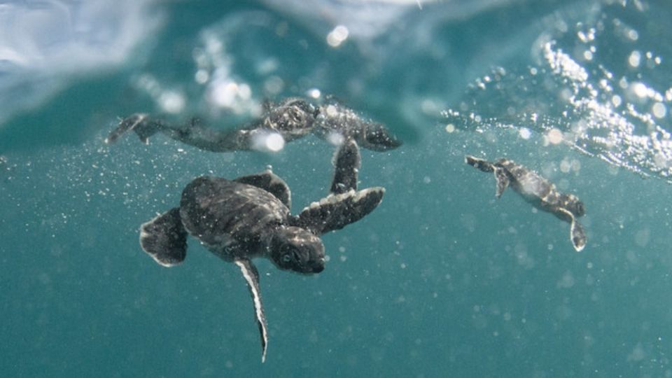 La investigación encontró plástico dentro de pequeñas tortugas en Australia. Foto: Flickr