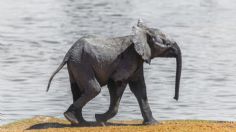 VIDEO: Elefante se divierte intentando "escapar" de zoológico; es lo más tierno que verás hoy