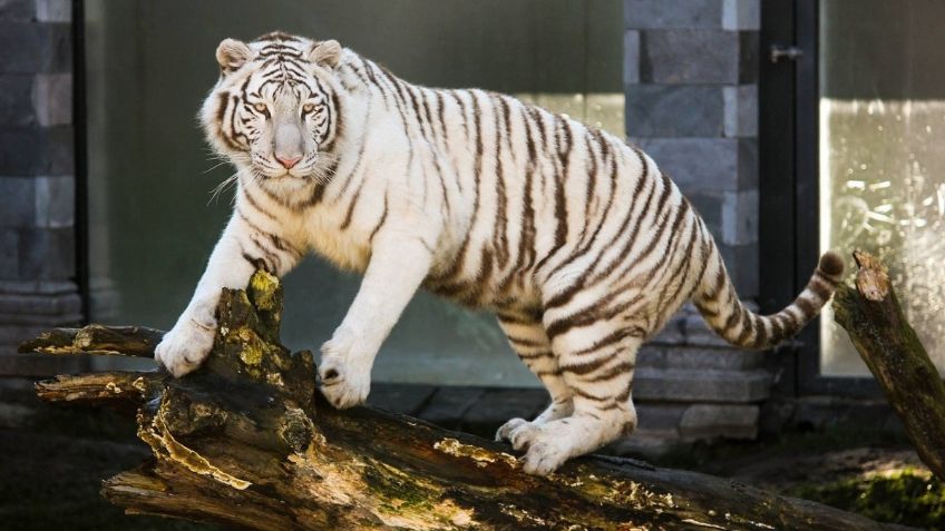 Tigre ataca a una mujer en safari; muere por las graves heridas