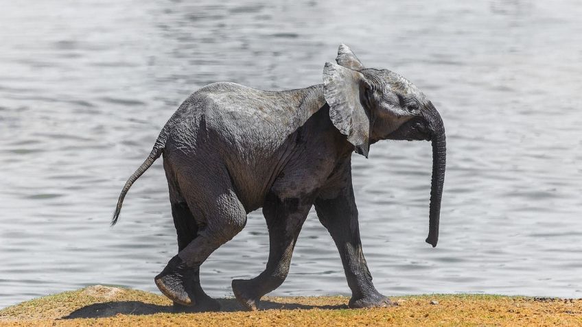 VIDEO: Elefante se divierte intentando "escapar" de zoológico; es lo más tierno que verás hoy