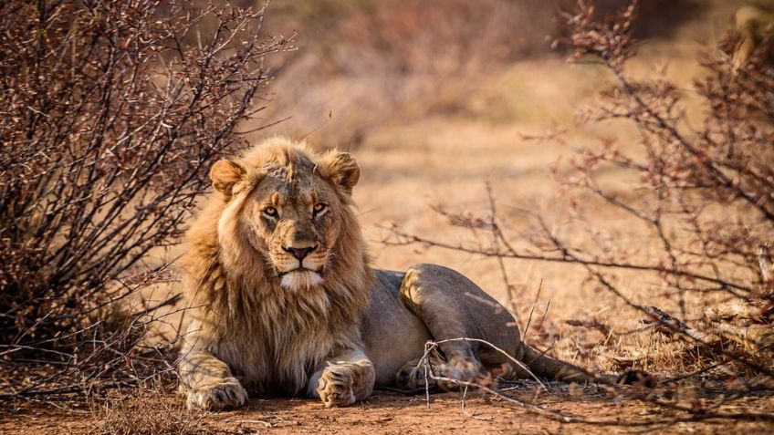 Día Mundial del León: ¿El ‘Rey de la selva’ está en peligro de extinción?