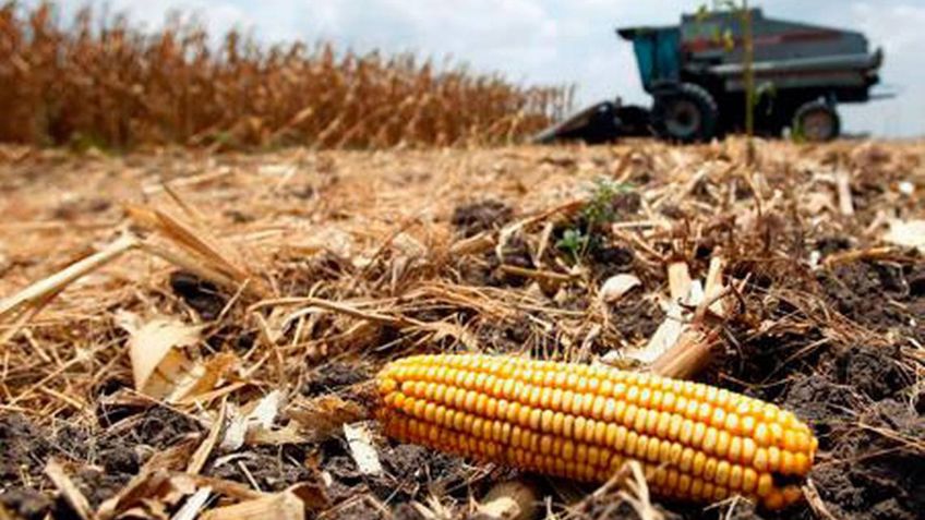 Cambio climático causará escasez de alimentos; científicos explican