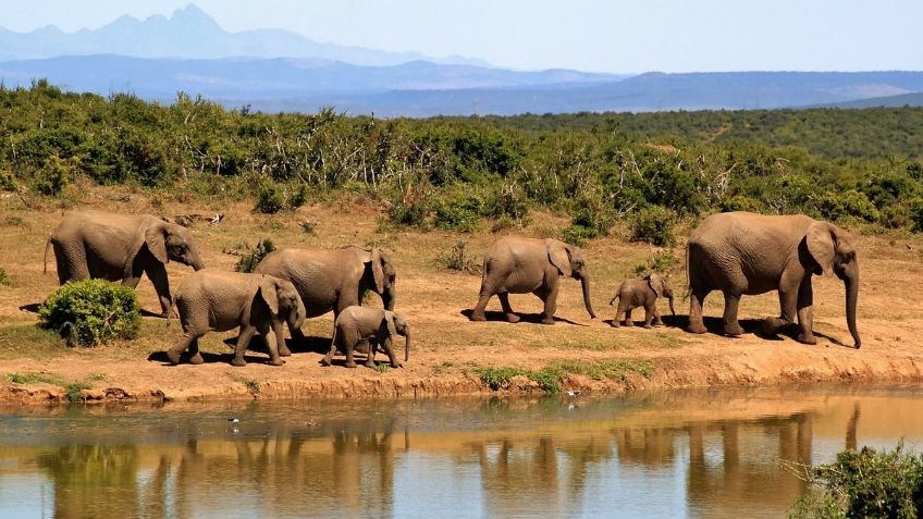 Día Mundial del Elefante: ¿Qué país tiene más ejemplares, qué hacen durante día? Estas y otras curiosidades