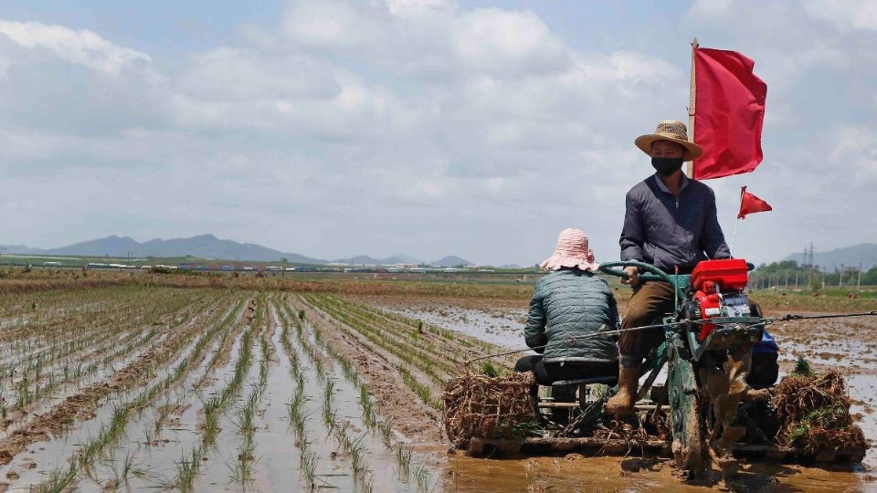 La lluvia ha provocado daños en campos de cerezas, peras, ciruelas y manzanas. Foto: AP