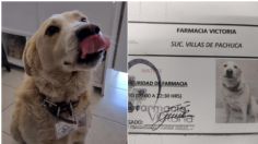 Perrito callejero se convierte en jefe de Seguridad de una farmacia