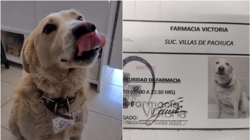 Perrito callejero se convierte en jefe de Seguridad de una farmacia