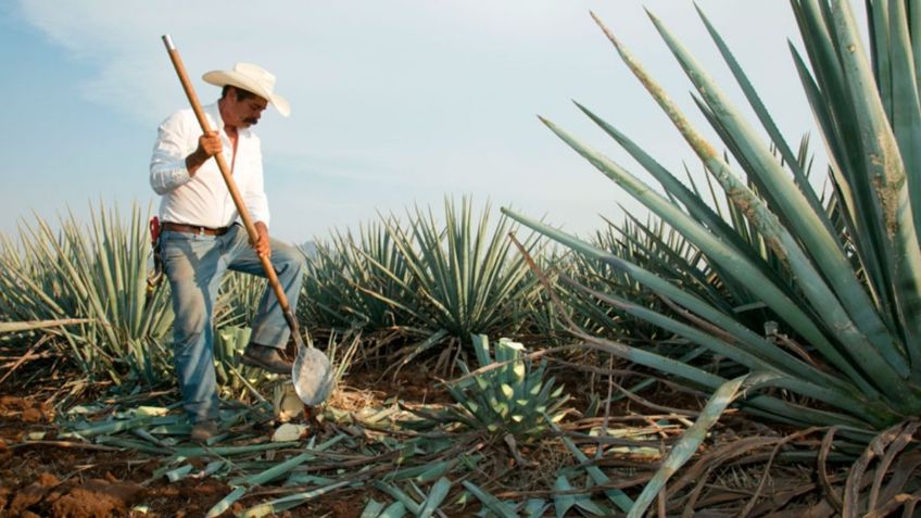 Tequila, Jalisco, invita al Paisaje Agavero y sus Fábricas Rurales, un recorrido turístico que no te puedes perder