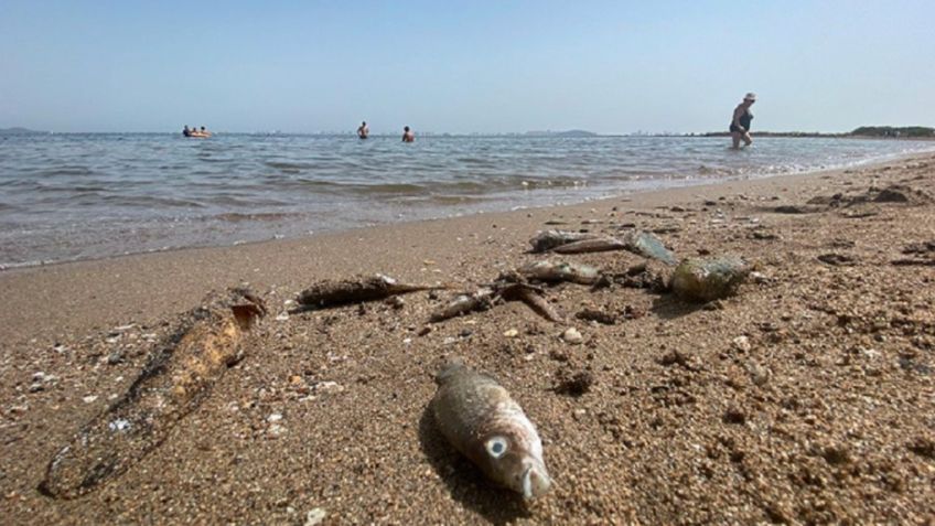 Reportan muerte masiva de peces en el Mar Menor, ¿qué provocó este fenómeno?