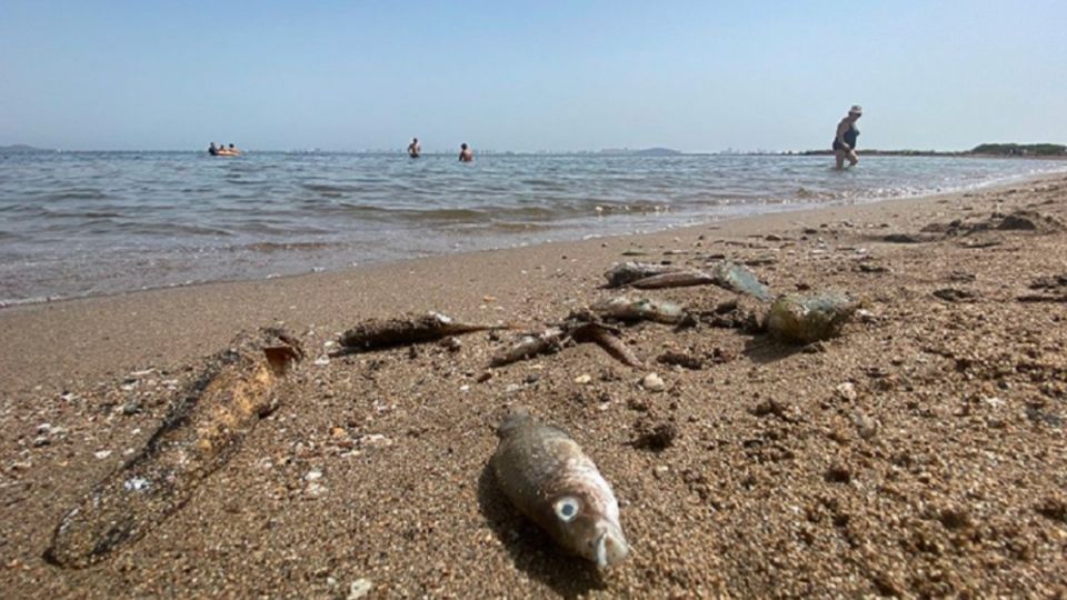 Decenas de voluntarios se sumaron a las labores de limpieza. Foto: La Opinión de Murcia