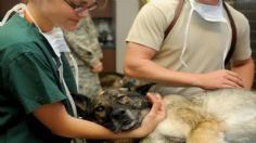 Día del Veterinario: ¿Es una carrera demandada en México? ¿Cuánto ganan?