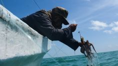 Pesca furtiva: Dañan al pulpo yucateco