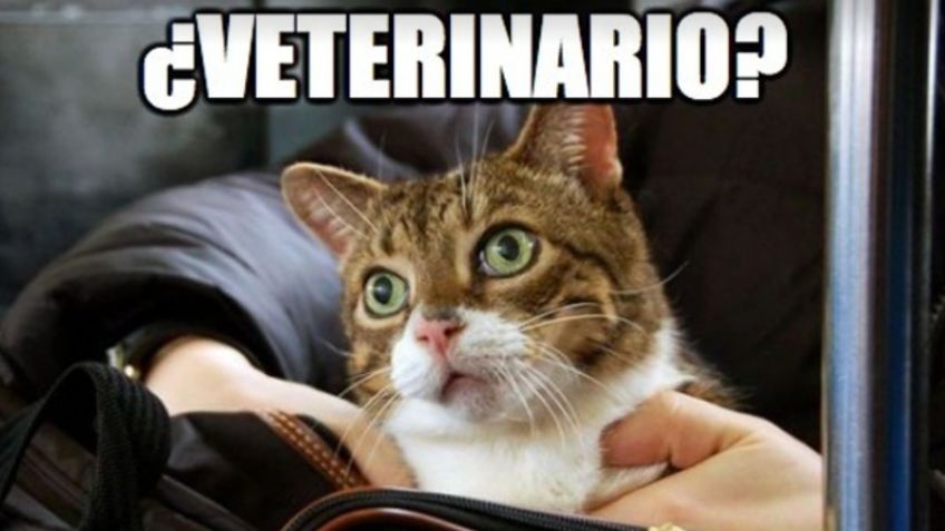 Celebran Día del Veterinario con divertidos MEMES