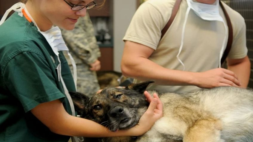 Día del Veterinario: ¿Es una carrera demandada en México? ¿Cuánto ganan?