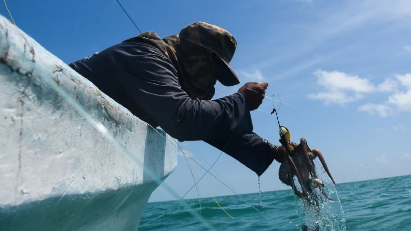 Pesca furtiva: Dañan al pulpo yucateco