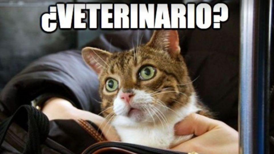 Celebran con memes el Día del Veterinario. Foto: Facebook