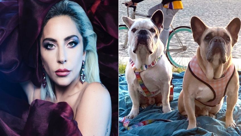 Expaseador de perros de Lady Gaga recauda fondos para realizar "viaje sanador"