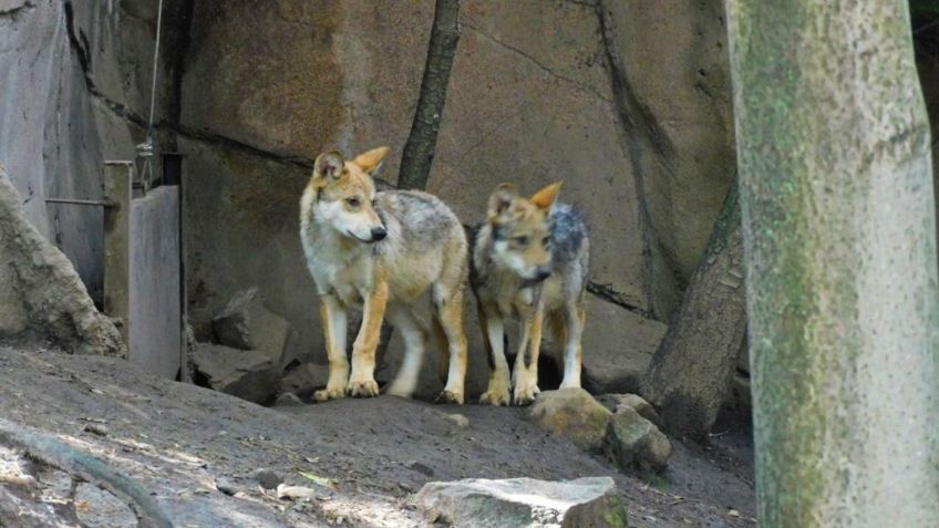 Lobos mexicanos nacidos en Chapultepec reciben simpáticos nombres