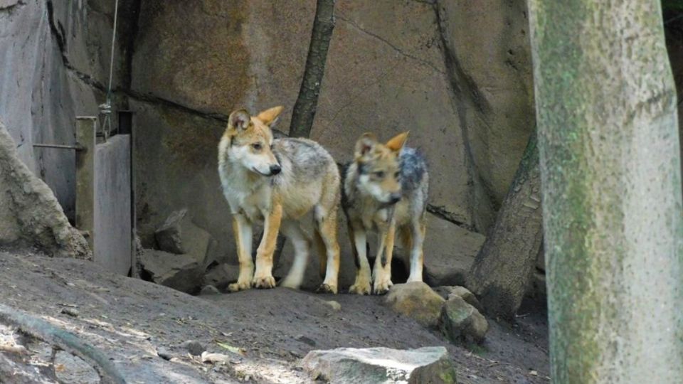 73 mil 118 votos fueron los que recibieron la Secretaría de Medio Ambiente.