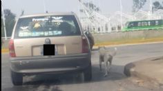 Familia abandona perrito en calles de Guadalajara y causa indignación en redes sociales: VIDEO