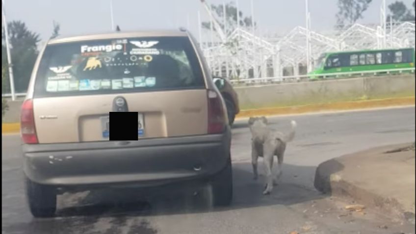 Familia abandona perrito en calles de Guadalajara y causa indignación en redes sociales: VIDEO