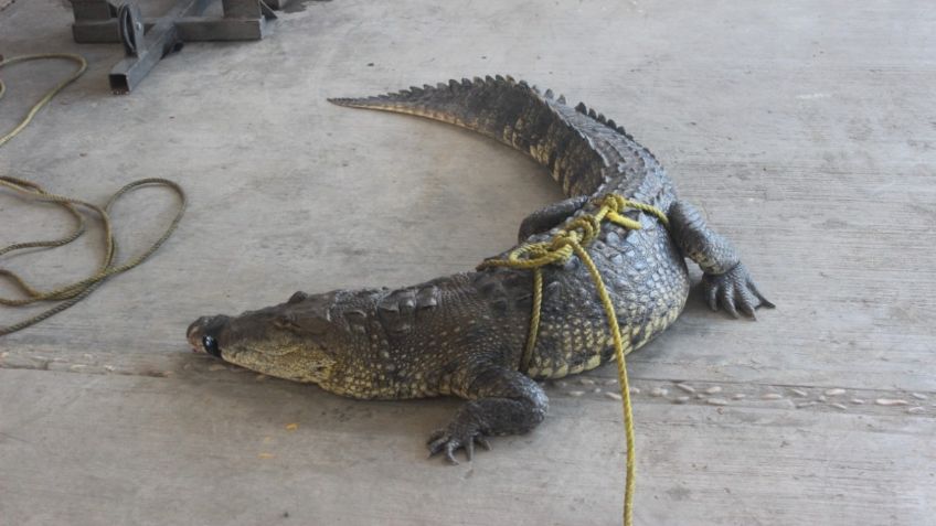 Tampico emite alerta por salida de cocodrilos durante las lluvias