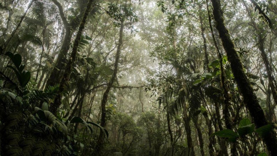 Se ha denunciado que estos grupos destruyen zonas arqueológicas y de conservación como “La Ciénega” en Tláhuac. FOTO: ESPECIAL