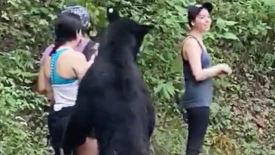 El oso fue capturado el año tras ser viral.