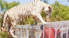 Tigre escapa de su jaula y provoca la muerte de mujer dentro de zoológico