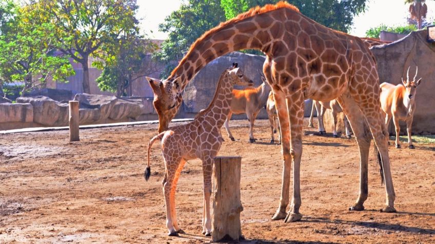 Jirafa bebé del zoológico de Aragón busca nombre y tu puedes ponerlos; aquí te decimos cómo