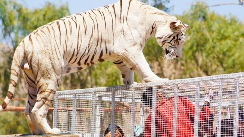 Tigre escapa de su jaula y provoca la muerte de mujer dentro de zoológico