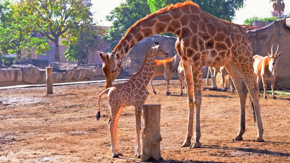 Nació luego de un largo periodo de gestación. Foto: Especial