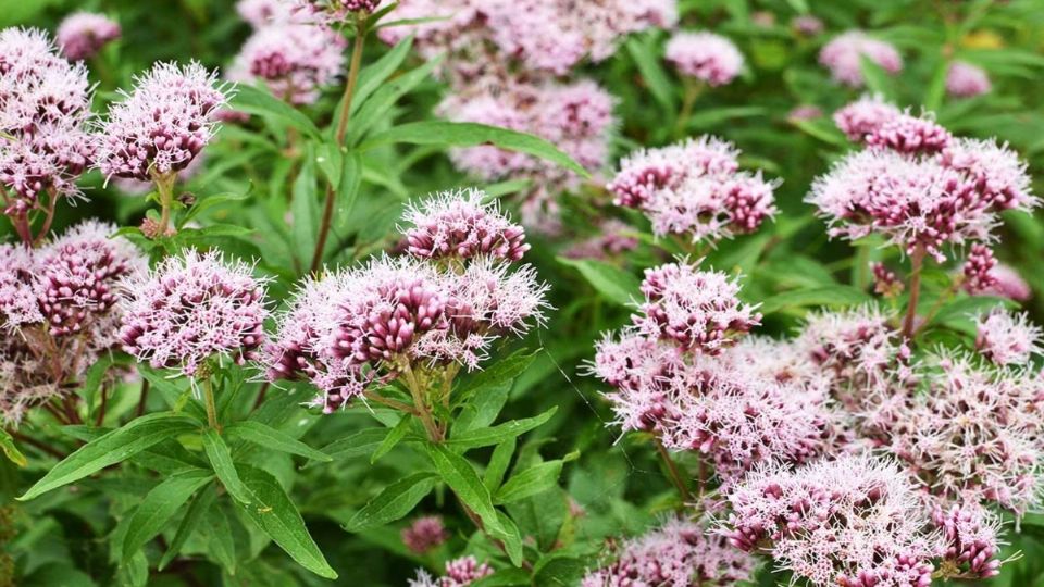 La valeriana es una de las plantas más famosas para tratar el insomnio