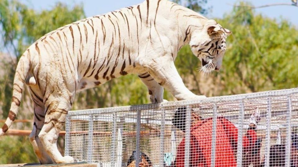 Tigre mató a una señora en zoológico | Facebook.