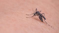 Dengue en México: las picaduras de mosquitos prenden las alertas en varios estados