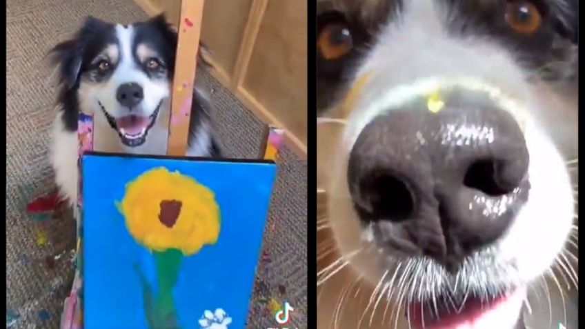 Perrito artista pinta un cuadro y enternece TikTok: VIDEO VIRAL