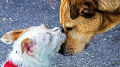 TERRIBLE: un pueblo mató a todos los perros de un refugio por miedo al coronavirus