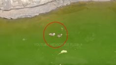 Dron capta a pareja de patos nadando en el socavón de Puebla: VIDEO