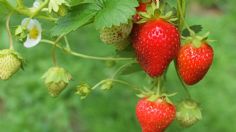 Fresas cultivadas en México con malos procesos higiénicos, ligadas a brote de hepatitis A