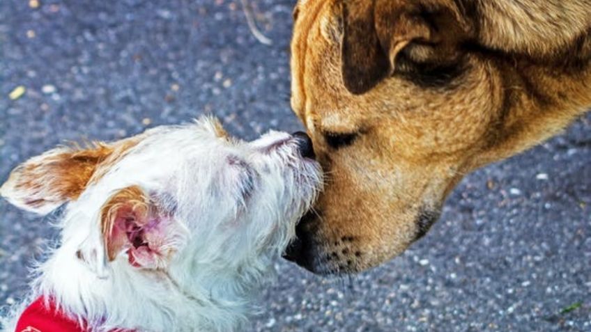 TERRIBLE: un pueblo mató a todos los perros de un refugio por miedo al coronavirus