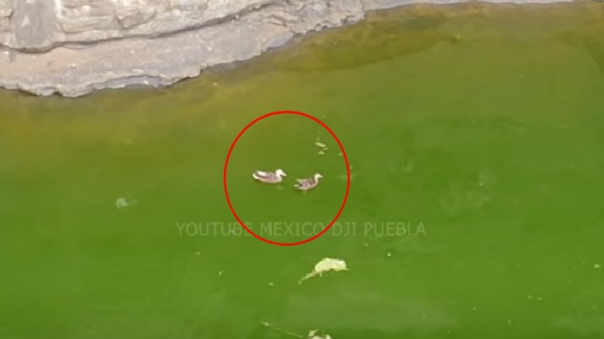 Dron capta a pareja de patos nadando en el socavón de Puebla: VIDEO