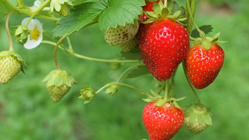 Lanzan plan para frutos rojos mexicanos