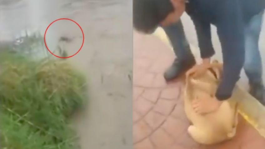 Captan a hombre arrojando a perro a arroyo en SLP; ¿qué pasó con el can?: VIDEO VIRAL