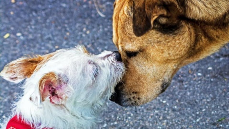 Aunque hay una ley que protege a los animales para no ser exterminados, las autoridades acabaron con los perros. Foto: Pixabay