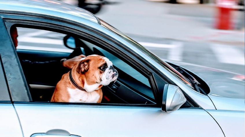 ¡De paseo por la ciudad! Sigue estos consejos para viajar en auto con tu mascota