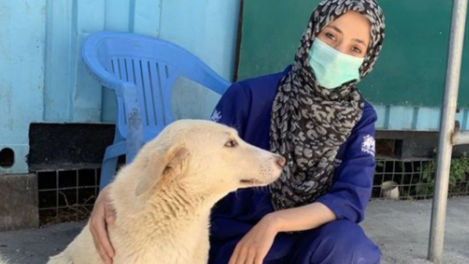 Reino Unido aprueba la evacuación de casi 200 animales de Afganistán. Foto: Instagram @nowzadrescue